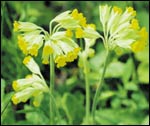 Primula veris eli kevätesikko on niin yleinen, että sitä voi jopa myydä. Suomeen luonnonkasveja ei saa viedä.