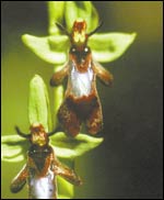 Kimalaisorholta (Ophys insectifera) puuttuu mesi, mutta se erittää tiettyjen hyönteisten naaraiden hajua, joka houkuttelee pölyttäjät paikalle.