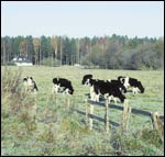 Maatalousmaan maksimivero on 1% maan arvosta - ja maatalousmaa on Virossa vielä halpaa.